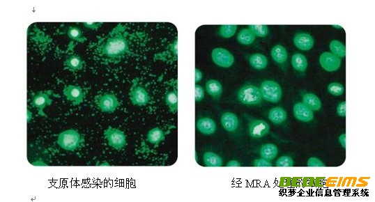 支原體去除試劑MRA具有強的抵制支原體活性，使用方便及作用濃度低，細胞毒性